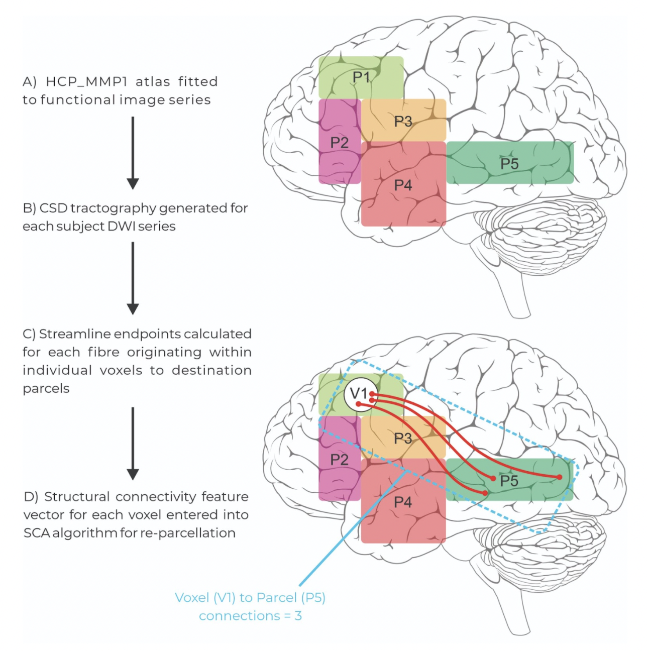 Structural Connectivity Atlas: How To Build Personalized Brain Maps?